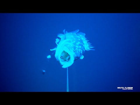 Deep Drop Chicken Rig (3pk)